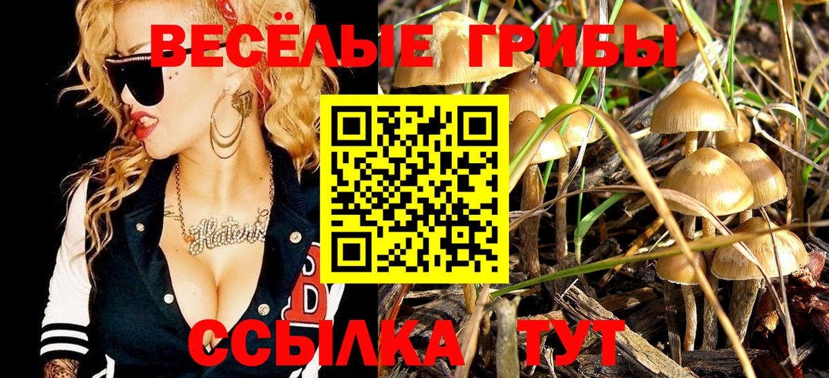 Псилоцибиновые грибы Cubensis Хасавюрт